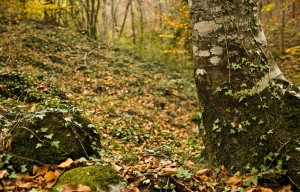 Fageda_d'en_Jordà